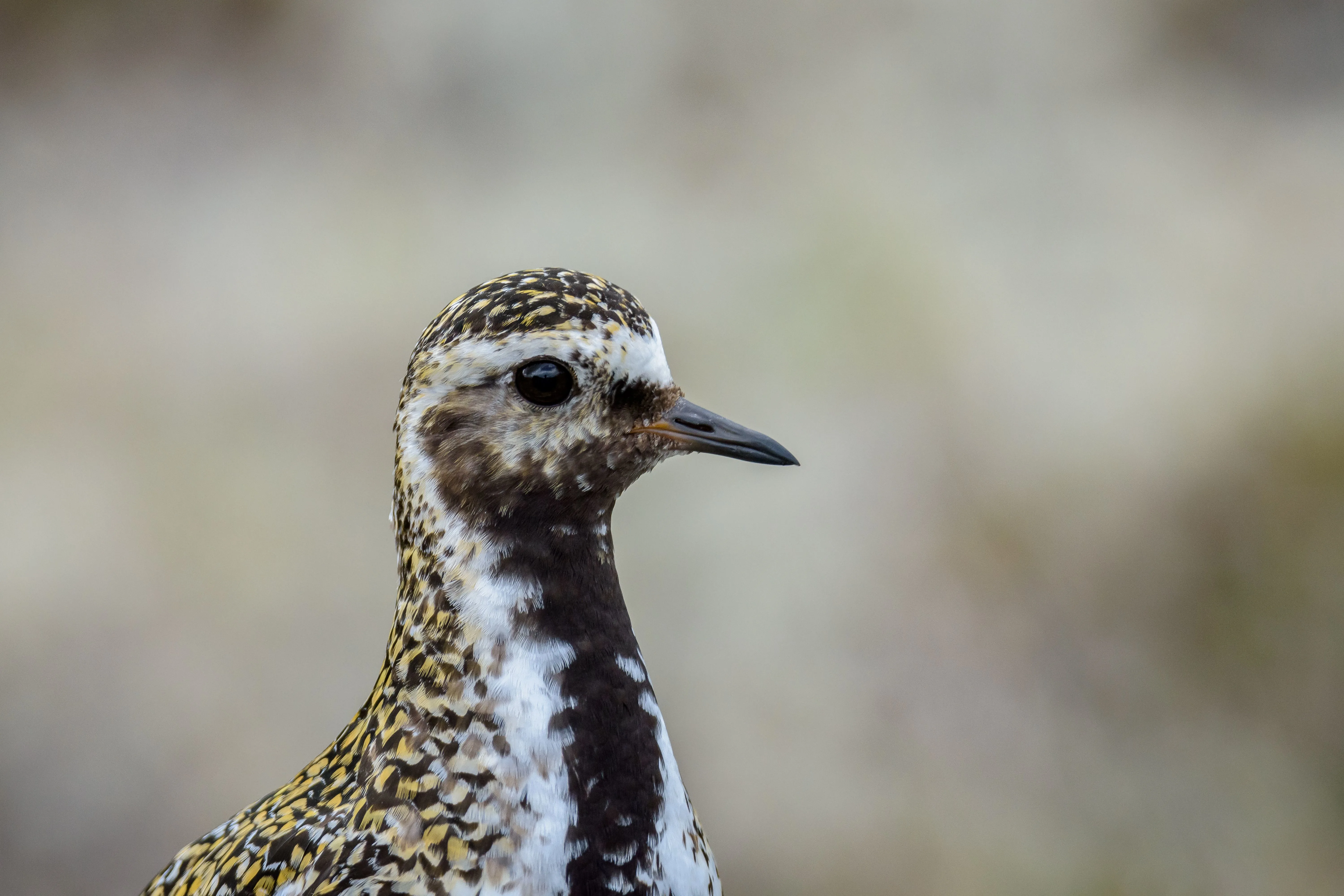 Close-up of a bird with mottled gold-brown plumage, a dark throat and white markings against a softly blurred background